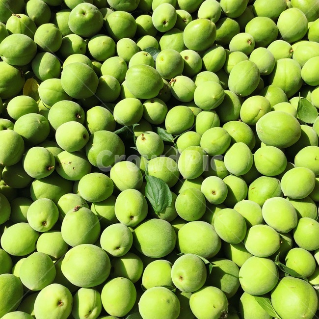 plant,식물,fruit,과일,매실,초록,연두색,초록매실,싱그러움,자연,매실청,과일,열매,fruit