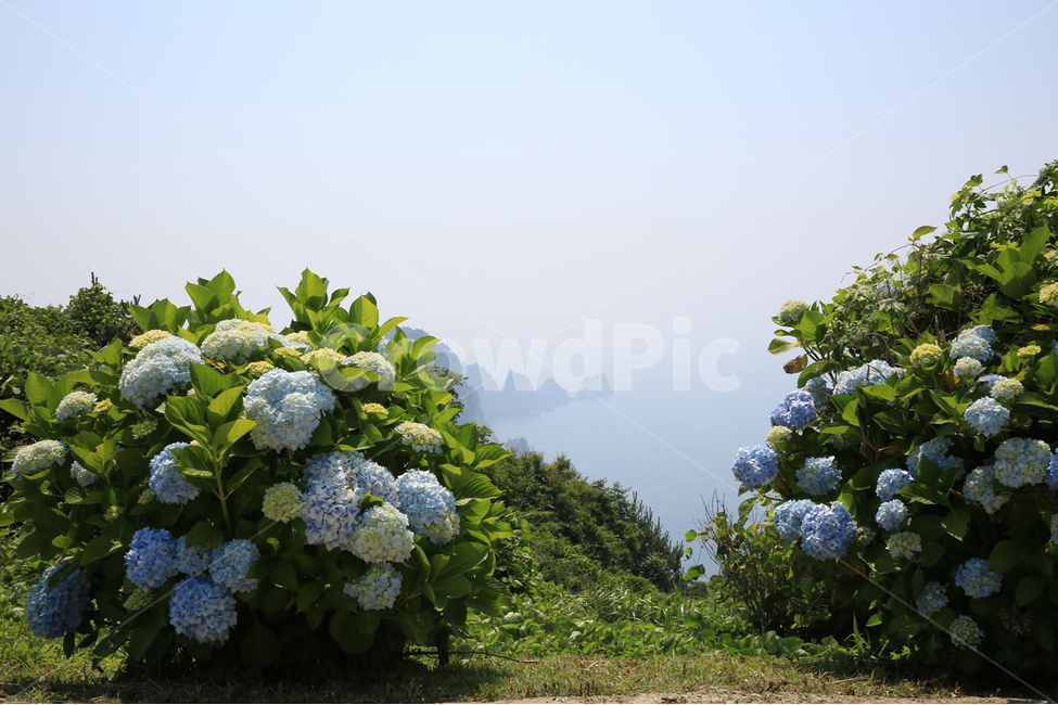 통영,연화도,수국,바다,용머리,용머리해안,출렁다리,해안,식물,자연,plants,nature,꽃,flower