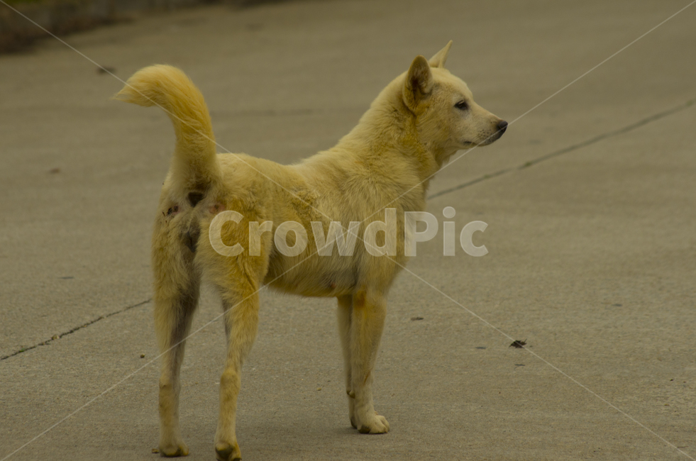 개,동물,강아지,길거리,진도개,감정,감성,자연,계절,뷰티,animal,dog,doggy,진돗개,동물,animal,포유류,mammal,개,강아지,dog,doggy