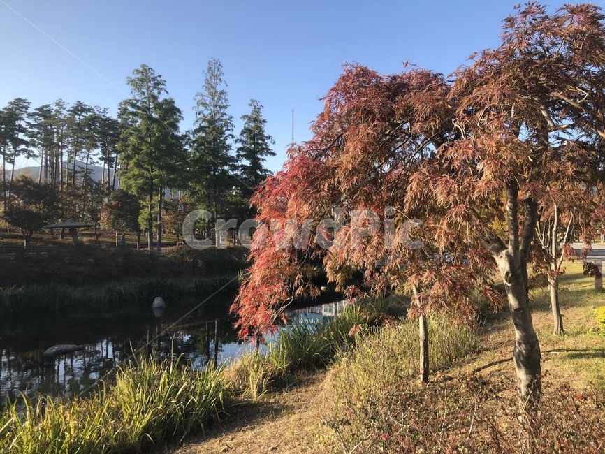 tree,나무,plant,식물,공원,가을,가을,계절,fall,autumn,season,자연,풍경,nature,landscape