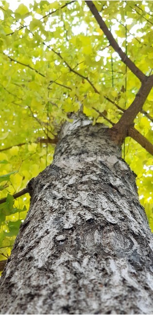 붉은색,red,가을,나무,단풍,자연,계절,tree,fall,nature,autumn,yellow,은행나무,식물,자연,plants,nature,나무,trees,wood