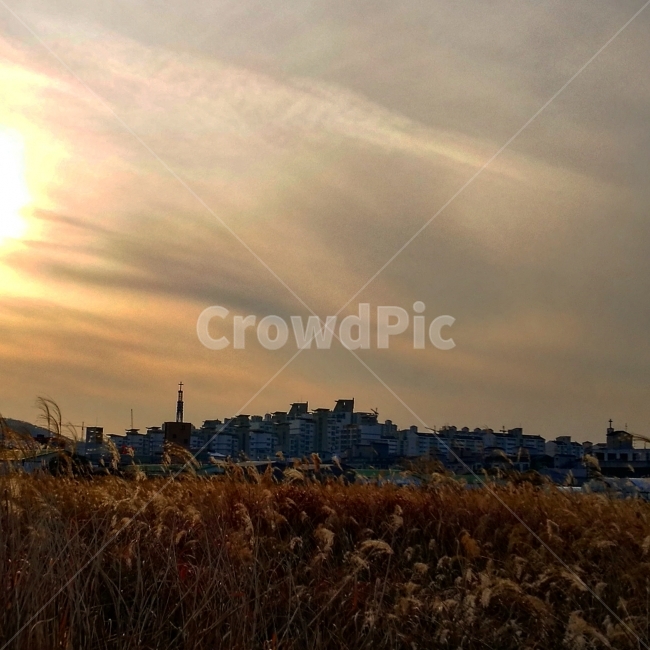 갈대,노을,도시,경치,일탈,가을,계절,fall,autumn,season,도시,풍경,city,landscape,한국도시풍경,한국도시경관,korea cityscape,nature,자연,grass,잔디,plant,식물,outdoors,옥외