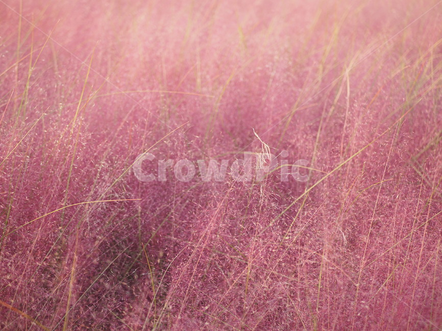 핑크뮬리,외떡잎식물,조경용풀,핑크색,자주색,풀,핑크뮬리그라스,flower,beauty