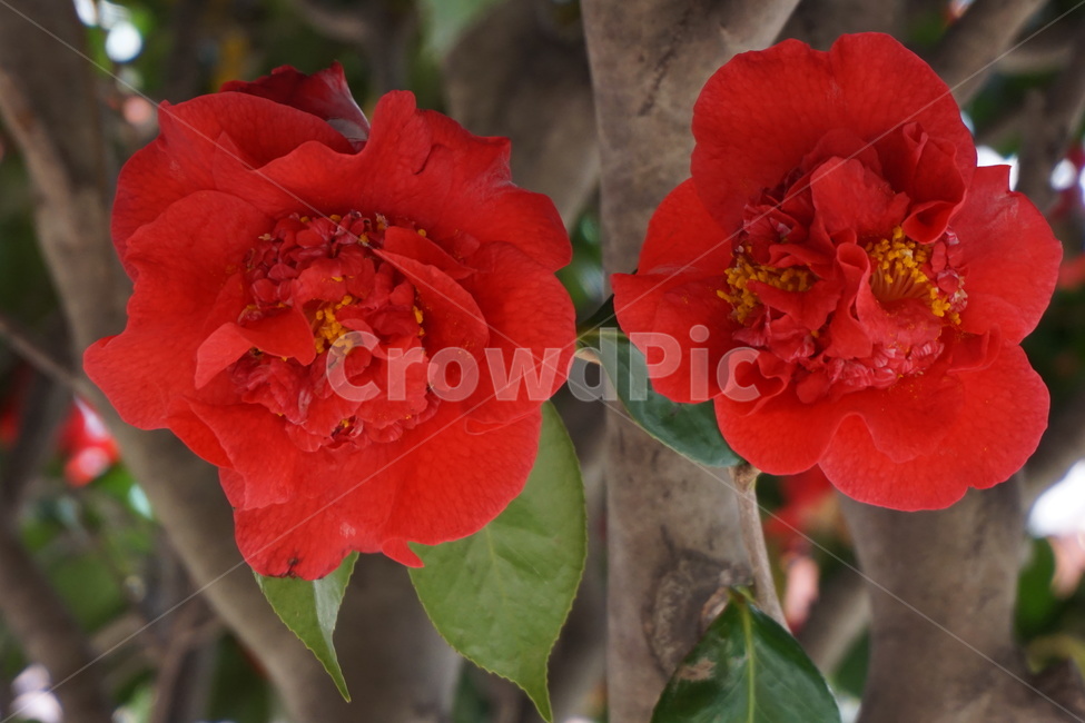 겹동백,동백나무,사랑,빨강,열정,꽃잎,봄,계절,spring,season,식물,자연,plants,nature,꽃,flower,rose,장미,plant,blossom,geranium,제라늄