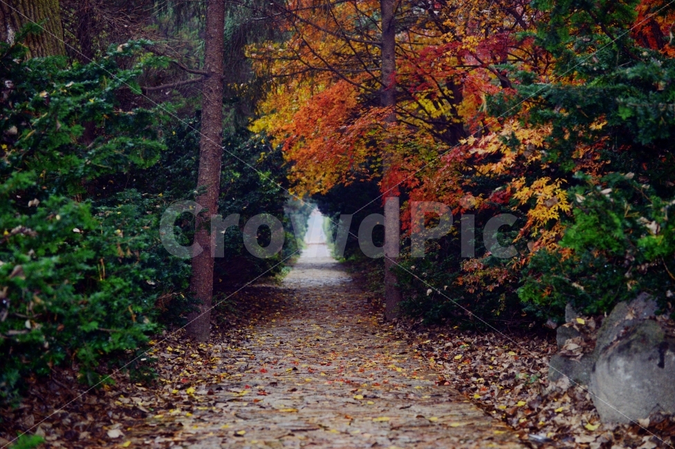 가을,계절,단풍,나무,자연,풍경,낙엽,낙엽길,autumnal,season,autumncolors,tree,nature,landscape,scenery,scene,view,fallenleaves,deadleaves,자연,풍경,nature,landscape,가을,계절,fall,autumn,season,plant,식물,leaf,잎