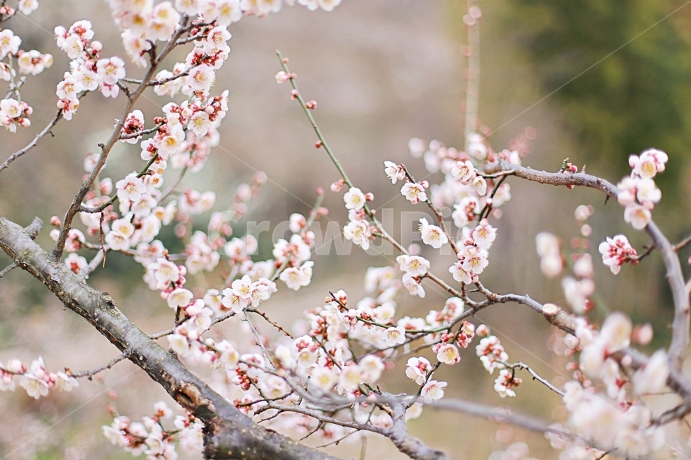매화마을,매화꽃,매화,매화축제,하동,hadong,flower,꽃,봄,계절,spring,season,식물,자연,plants,nature,꽃,flower,plant,blossom,cherry blossom,벚꽃