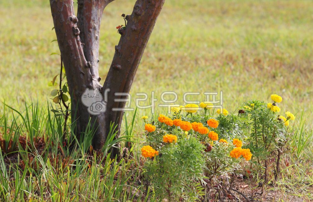 Cheonsu Guk,Arboretum,field,nature,tree,fall flowers,vegetation,autumn,park