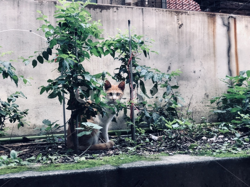 고양이,올드,옛날적,동물,야생
