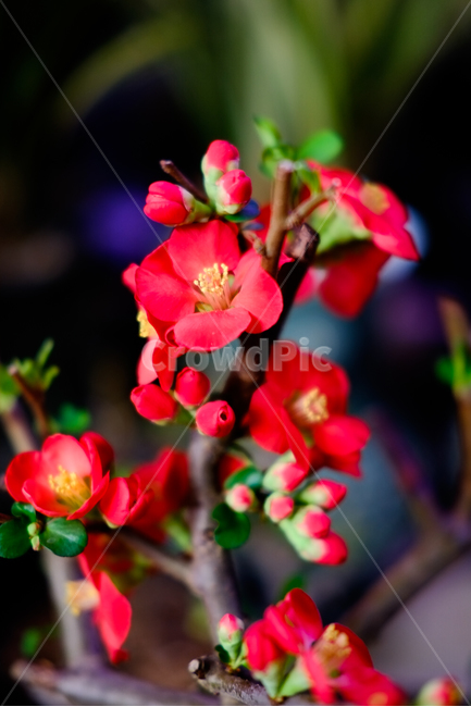 봄,꽃,동백,꽃사진,봄꽃,봄,계절,spring,season,식물,자연,plants,nature,꽃,flower,geranium,제라늄,blossom,plant