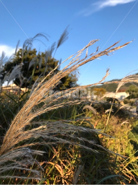 plant,초목,식물,하늘,밝음