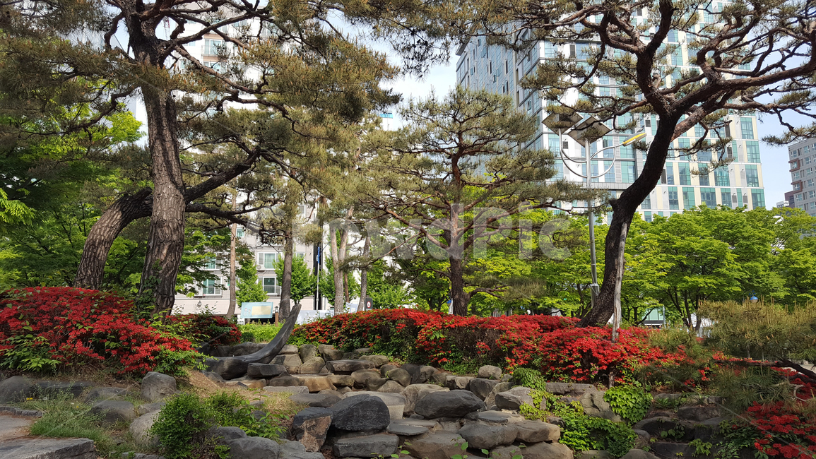 인천,미래광장,소나무,도심,휴식,incheon,mraesquare,pinetrees,downtown,rest