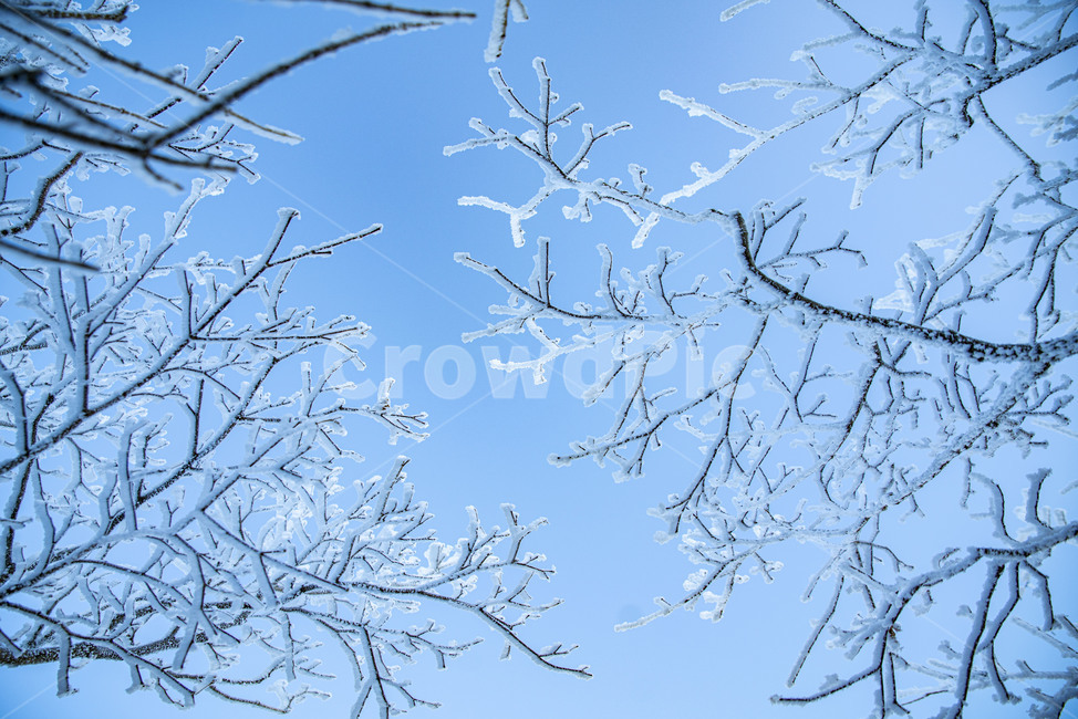 태백산,상고대,겨울,눈꽃,겨울풍경,풍경,산,겨울산,설산,겨울,계절,winter,season,자연,풍경,nature,landscape