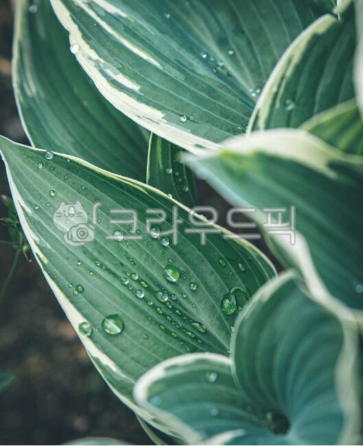 water drop,droplet,leaf water drop,plant,flower water drop,leaf,flower