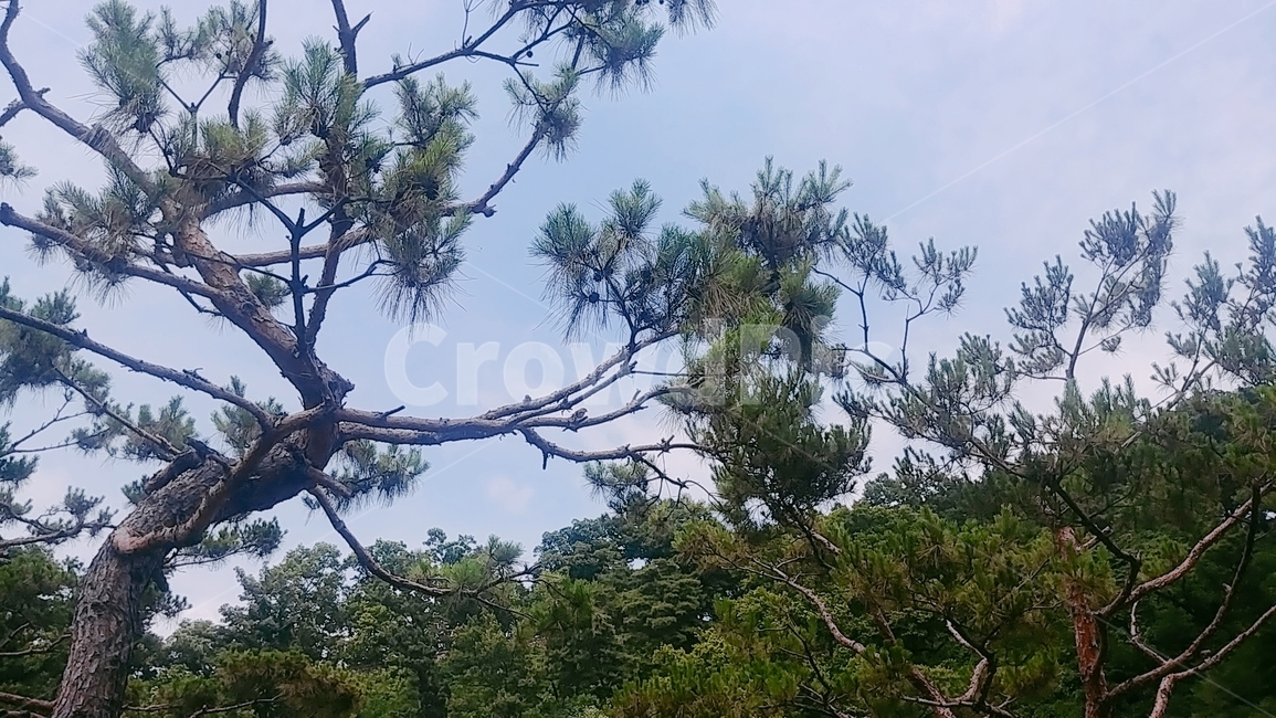 아침,오전,하늘,나무,산