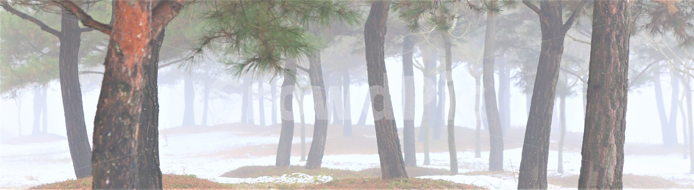 소나무,안개,나무,자연,plant,나무,trees,wood