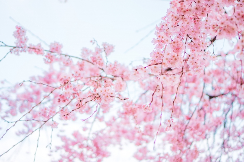 벚꽃,풍경,꽃,평택대,빛,봄,계절,spring,season,식물,자연,plants,nature,꽃,flower,감성,sensible,feeling,plant,blossom