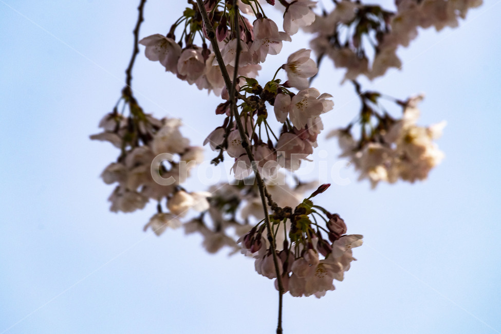 벚꽃,벚나무,cherryblossoms,봄꽃,벚나무꽃,흰꽃,식물,자연,plants,nature,꽃,flower