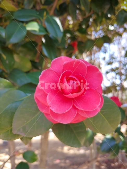 동백,꽃,빨강,봄,아름다움,식물,자연,plants,nature,꽃,flower