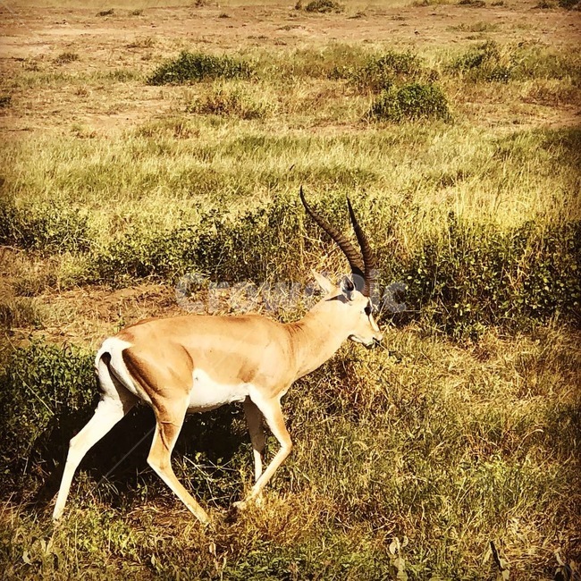 동물,영양,야생동물,포유류,자연,동물,animal,포유류,mammal
