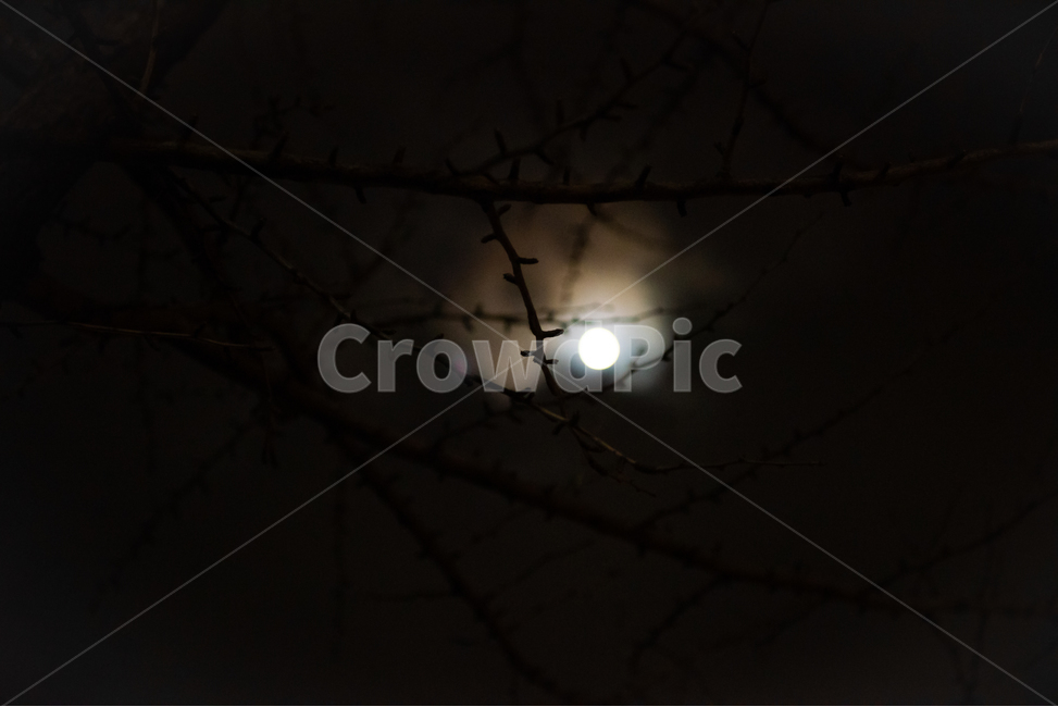 background,black,desolate,branch,calm,cloud,darkness,fear,fullmoon,depression,light,moon,mysterious,night,pitchblack,coarsetexture,silence,sky,twinkling,creepy,suspicious,terriblenightsky,sparse,treesdisappearing,nature,outdoordark,배경,검정색,황량함,나뭇가지,고요함,구름,흐림,어둠,두려움,보름달,우울함,빛,달,달빛,신비함,밤,칠흑같이어두운,거친질감,침묵,하늘,반짝임,섬뜩함,의심,끔찍한밤하늘,희박함,나무,사라짐,자연,옥외,어두운