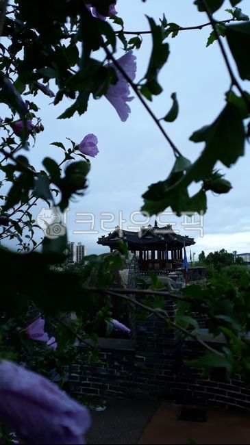 Hanok,Goseong,tree,sight,Rose of Sharon,dawn,Suwonseong Fortress,sperm