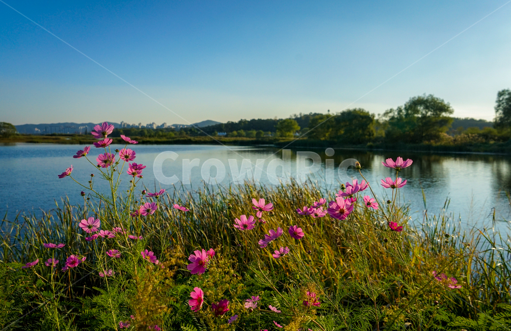호수,저수지,꽃,야생화,가을,코스모스,자연,풍경,nature,landscape,water,물,outdoors,옥외