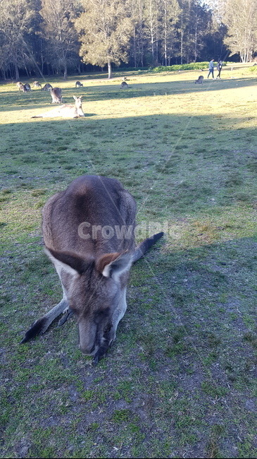 kangaroo,캥거루,animal,sydney,australia,시드니,호주,동물,공원,park,동물,animal,포유류,mammal