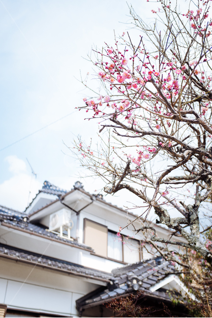 벚꽃,벚꽃나무,일본벚꽃,유후인벚꽃,벚꽃거리,봄,계절,spring,season,plant,식물,blossom,꽃,flower