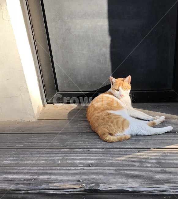 동물,animal,cat,고양이,쉼터,길가,동물,animal,고양이,cat,kitten,kitty