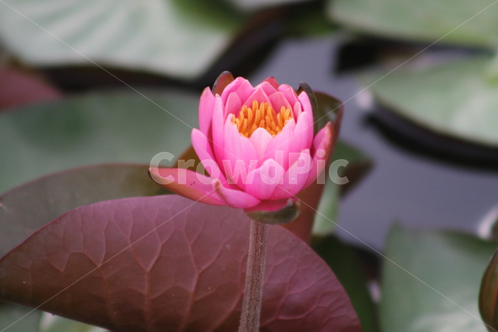 연,수련,꽃,식물,waterlily,식물,자연,plants,nature,꽃,flower