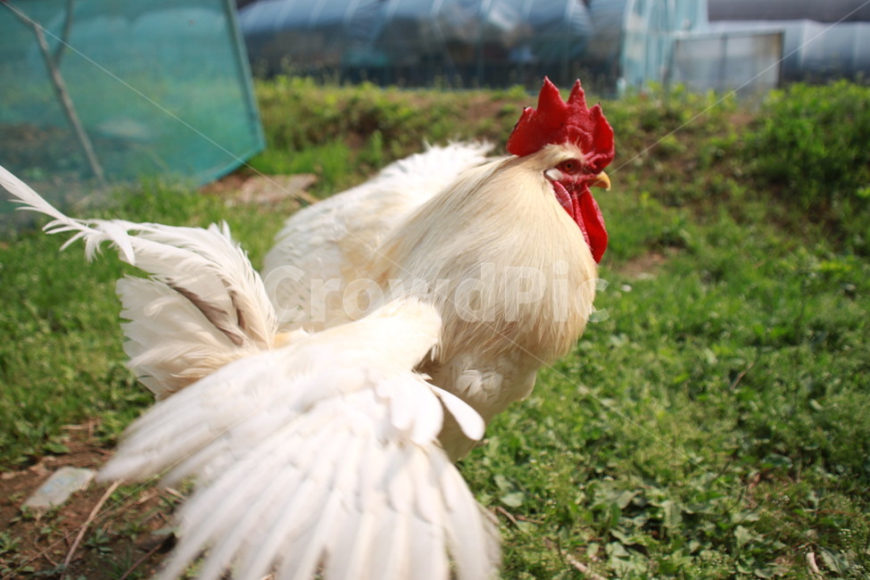 동물,닭,수탉,애완닭,동물농장,동물복지,animal,bird,chicken,동물,animal,조류,새,birds