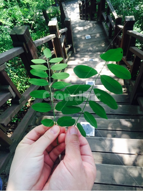 식물,아카시아잎,tree,leaf,낙옆,나뭇잎,식물,자연,plants,nature