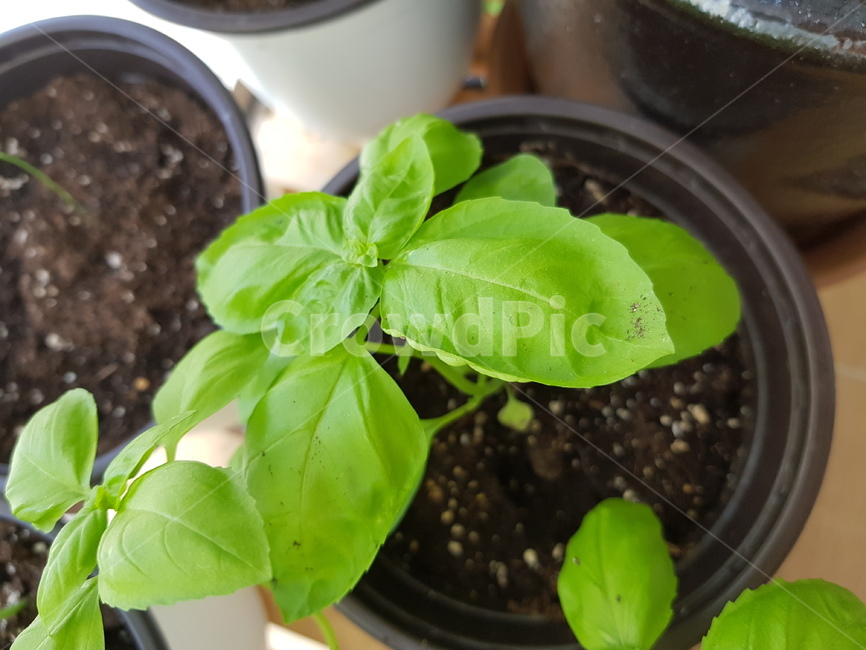 베란다정원,바질수확,바질,녹색,허브,herb,식물,자연,plants,nature