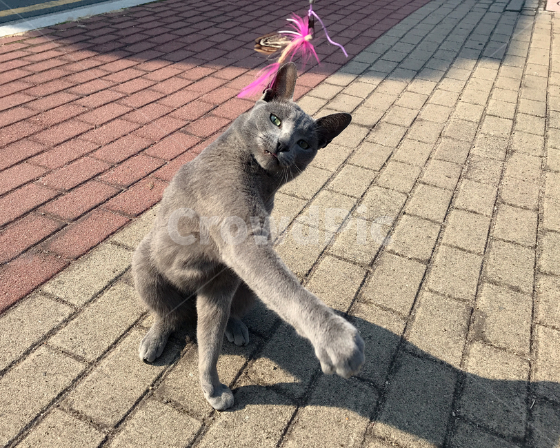 고양이,길냥,cat,러시안블루,길고양이,러블,동물,animal,포유류,mammal,고양이,cat,kitten,kitty