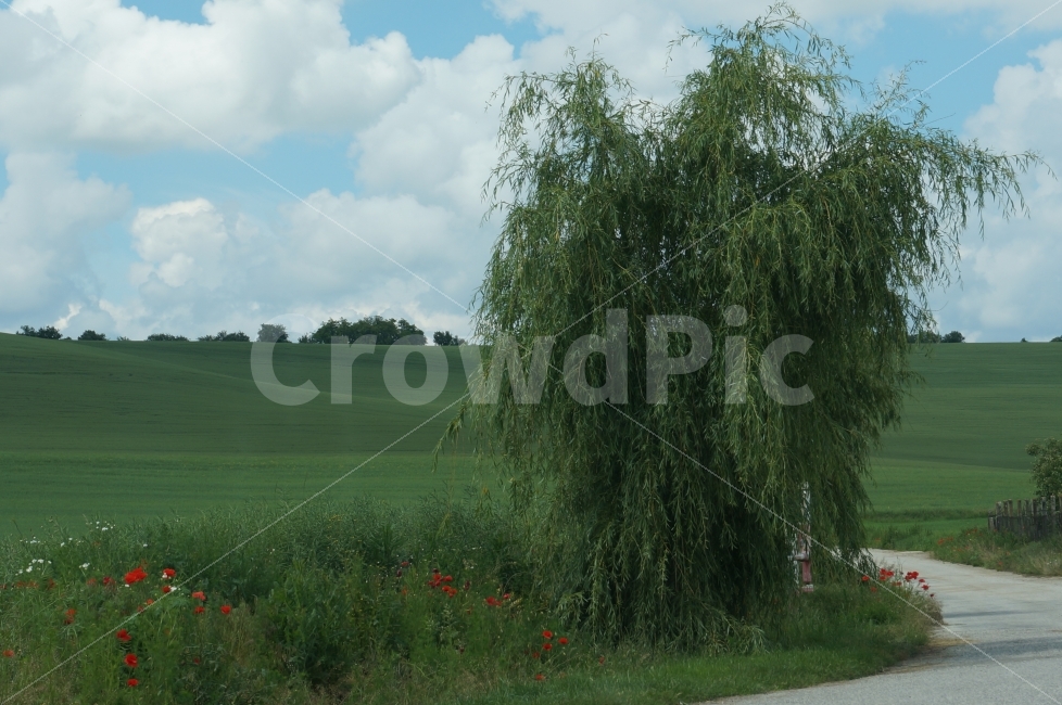 유럽,헝가리,시골마을,풍경,힐링,자연,풍경,nature,landscape,tree,나무,plant,식물
