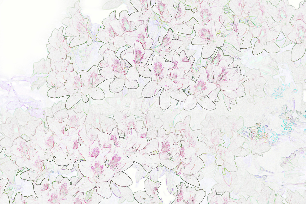 철쭉,철쭉꽃,꽃,그림,스케치,색칠,색칠하기,도안,식물,꽃,flower