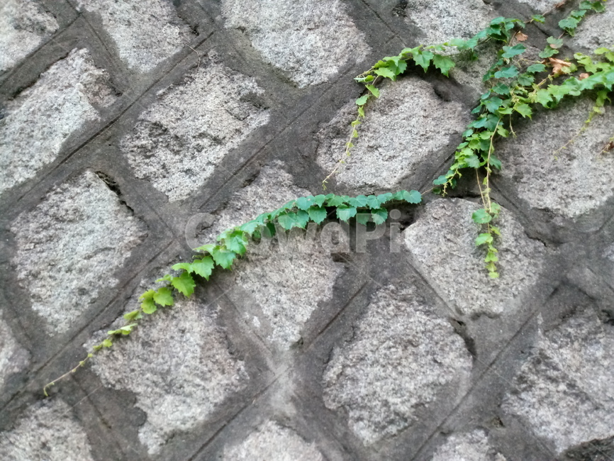 ivy,plant,식물,담쟁이,담쟁이덩굴,담쟁이식물,돌,벽돌,돌벽,돌담,벽,자연,풀,green,식물,자연,plants,nature