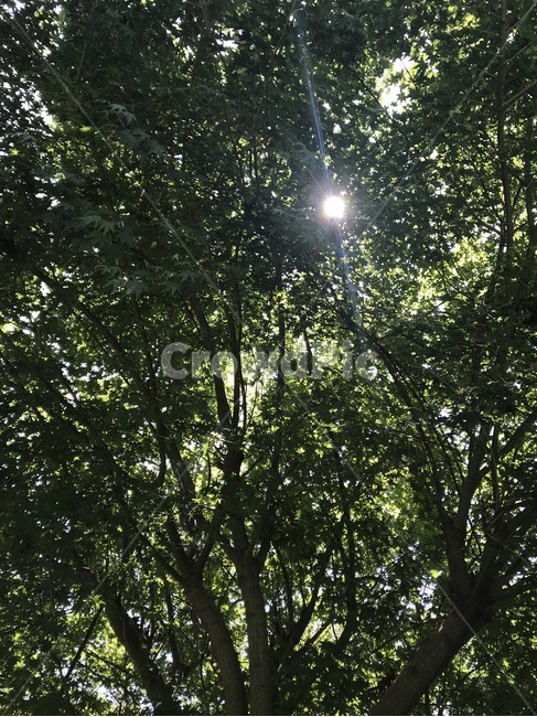 나무,나뭇가지,나뭇잎,햇살,여름,식물,자연,plants,nature,나무,trees,wood