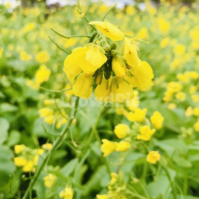 유채꽃,유채,꽃,flower,정원