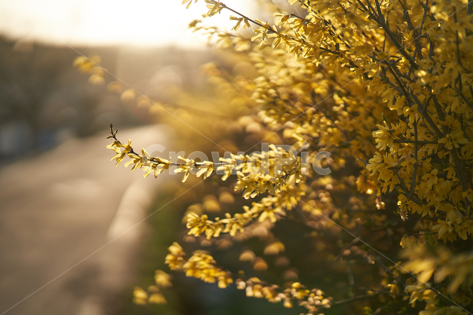 개나리,봄,꽃,flowers,botanical