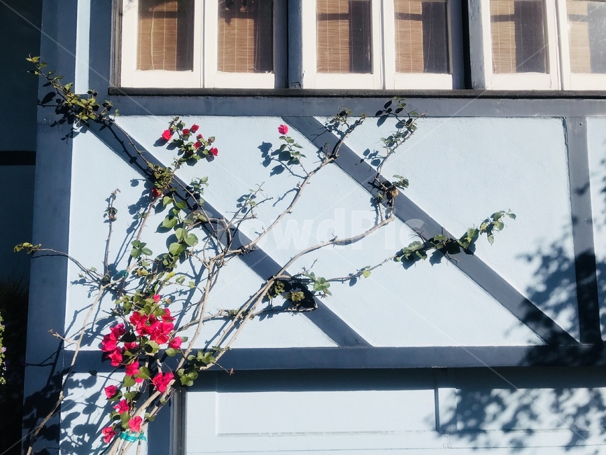 외벽,담벼락,꽃,덩굴식물,plant,plantvine,flower,sanfrancisco