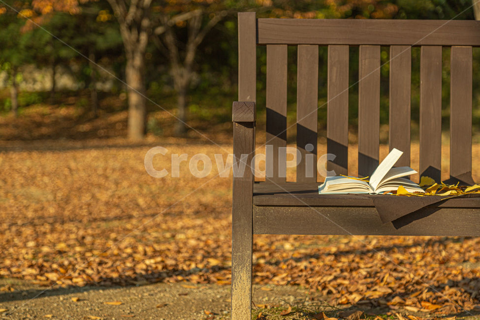 book,책,plant,식물,leaf,잎,가을,autume,독서,의자,가을,계절,fall,autumn,season,furniture,가구