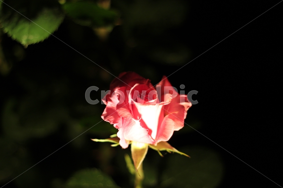 꽃,장미,봄,rose,flower,아름다움장미,핑크장미,붉은장미,로즈,꽃사진,정원,자연,꽃밭,장미한송이,개화,꽃망울,감성적인사진,야경속꽃,빛과그림자,환한조명,빛나는꽃,부드러운색감,우아한장미,몽환적인분위기,신비로운꽃,사랑의꽃,감각적인꽃사진,로맨틱한분위기,야외촬영,장미정원,향기로운꽃,따뜻한색감,여름꽃,봄꽃,생기넘치는꽃,촛불같은조명,빛을받은꽃,황홀한분위기,야간촬영,예쁜꽃
