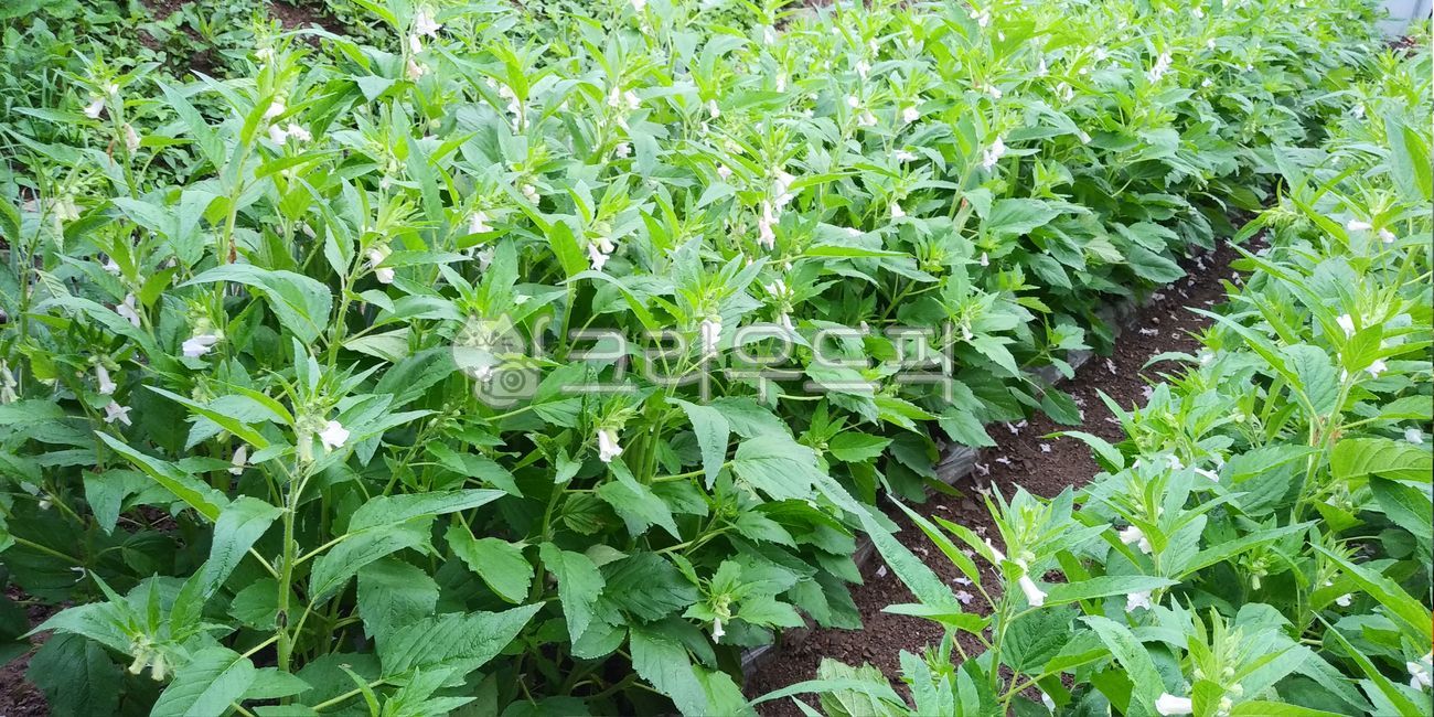 Perilla leaves,vegetation,leaf,Herb,Perilla seeds