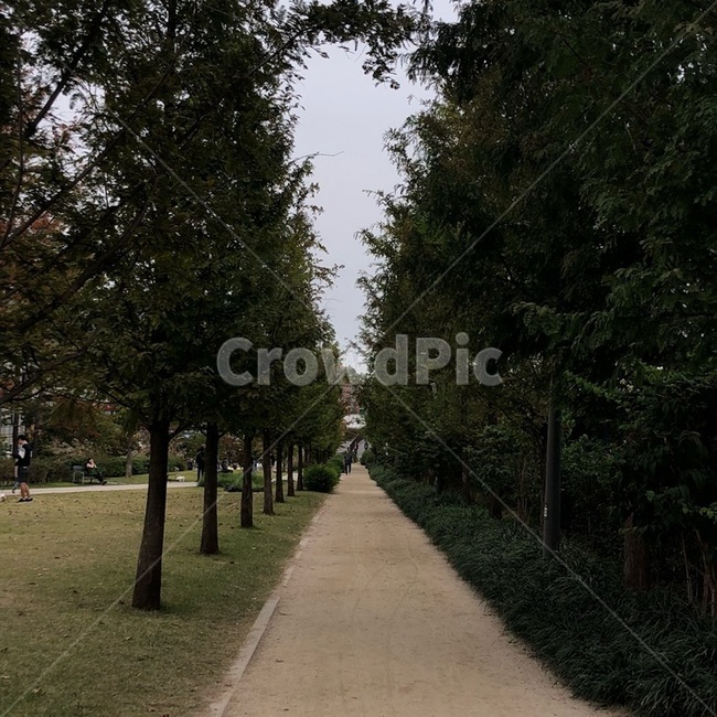 tree,나무,plant,식물,산책로,산책,숲길,숲속,하늘