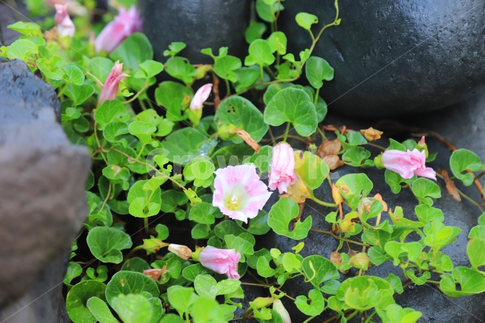 plant,식물,flower,꽃,나팔꽃,자연,돌,생명력,푸름,활짝,분홍,초록,고독