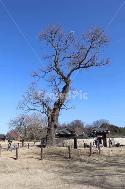 조선시대,역사,천주교박해,회화나무,해미읍성,식물,자연,plants,nature,나무,trees,wood