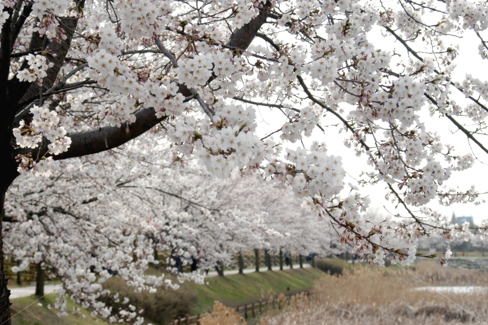 spring,sky,Cherry Blossom,flower bud,colonnade,tree,flower tree,picnic,flower