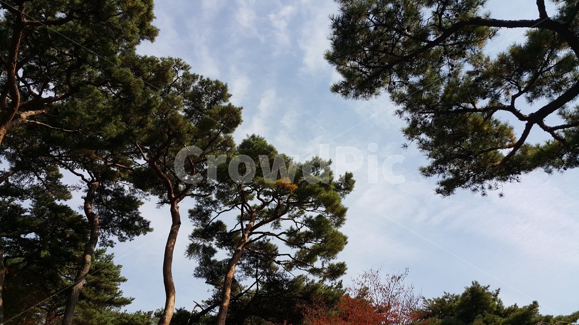 소나무,구름,파란하늘,나무사이,맑은,청명한,깨끗한,바람,풍경,식물,틈,여름,자연,풍경,nature,landscape,tree,나무,plant,tree trunk,나무 줄기