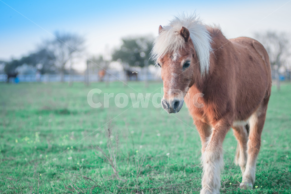 풍경,조랑말,잔디,animal,포유류,콜트호스,colthorse,mammal,말,horse,동물,동물,animal,포유류,mammal